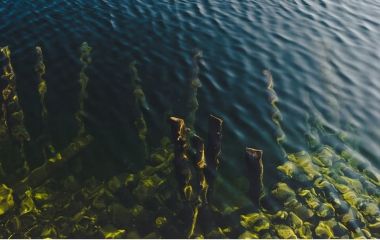 Які є засоби проти водоростей у басейні?